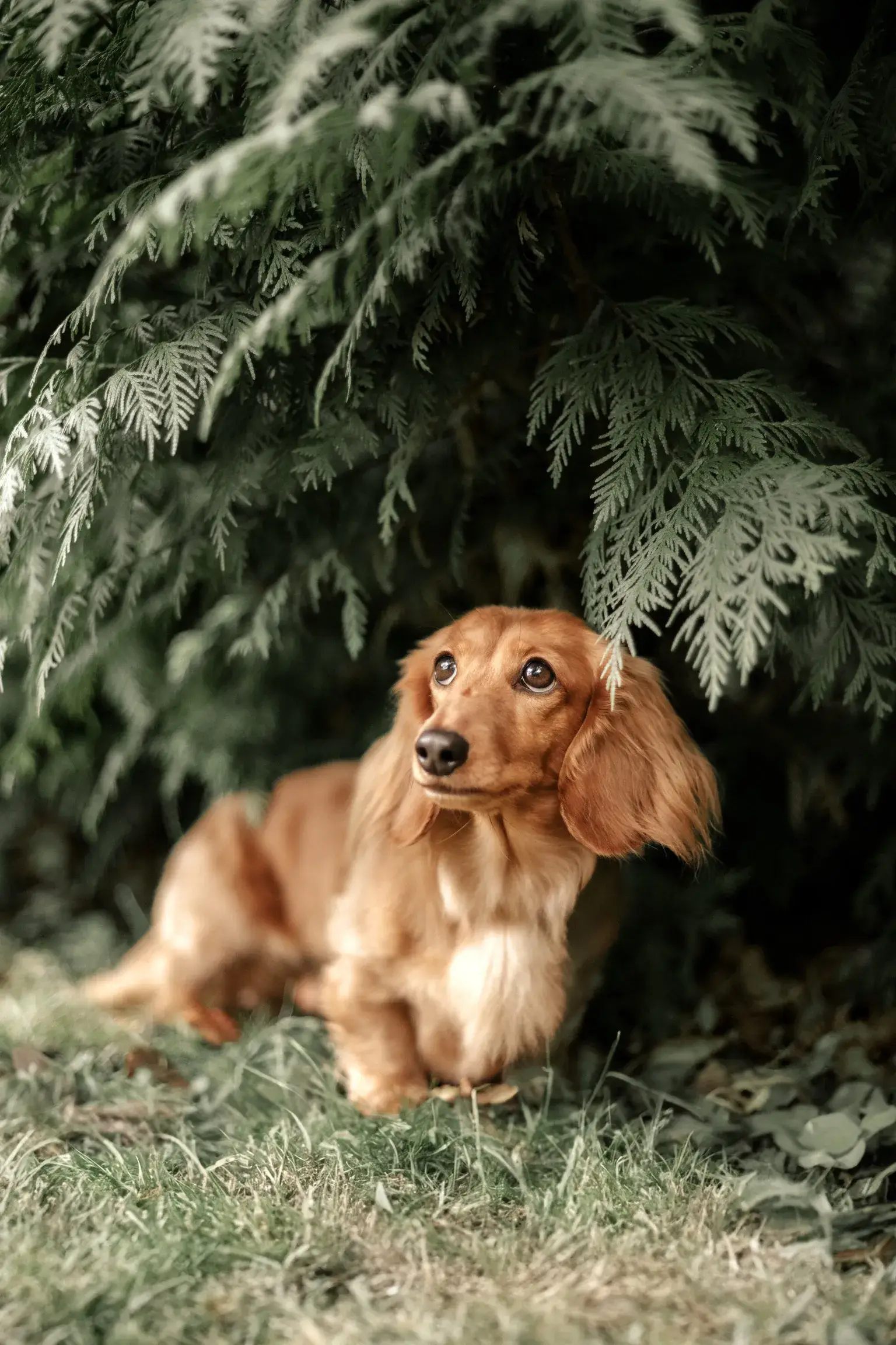 Hundefotografie in Düsseldorf